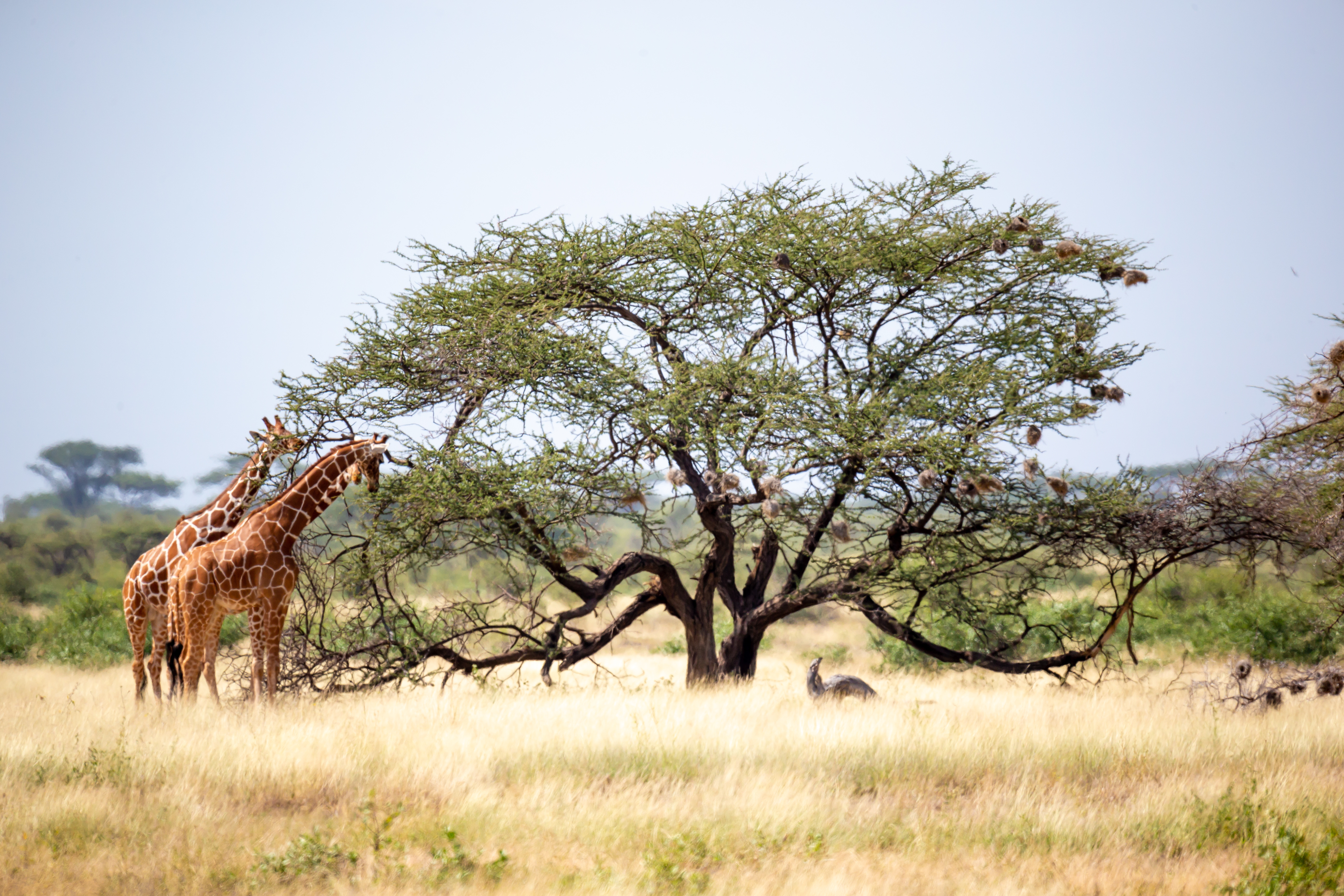 Somalia